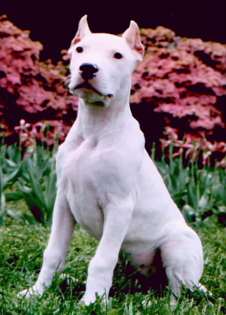 Dogo+argentino+for+sale+uk